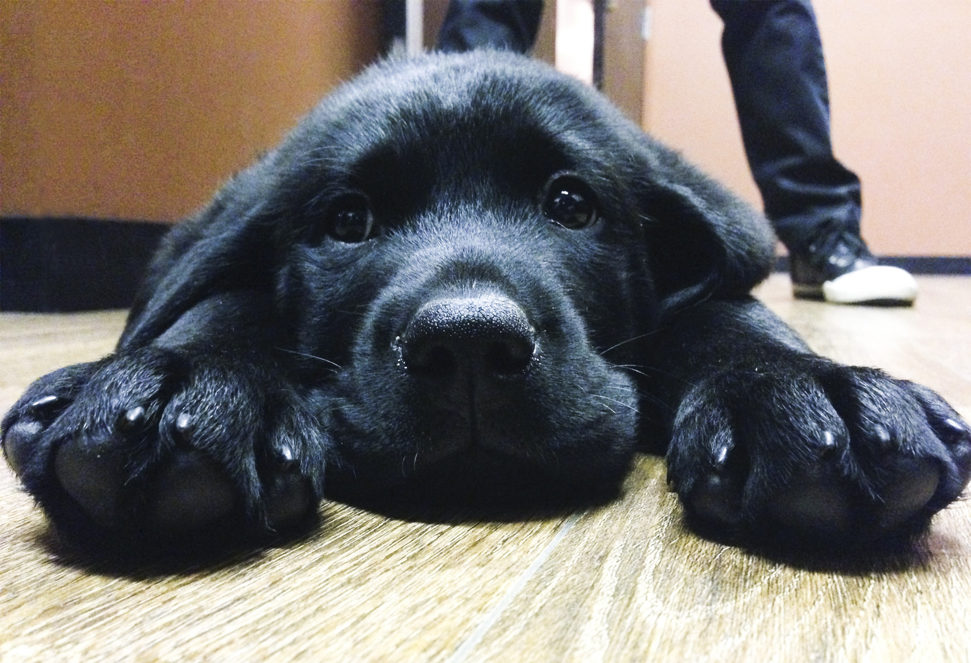 Cooper, The Farm Studio's black labrador, as a puppy